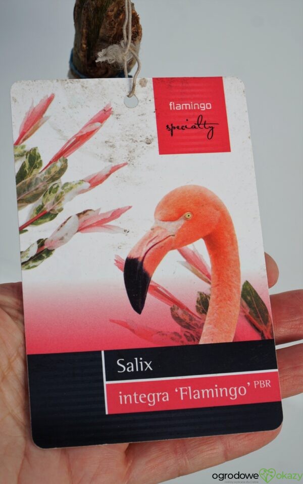 WIERZBA CAŁOLISTNA FLAMINGO Salix integra