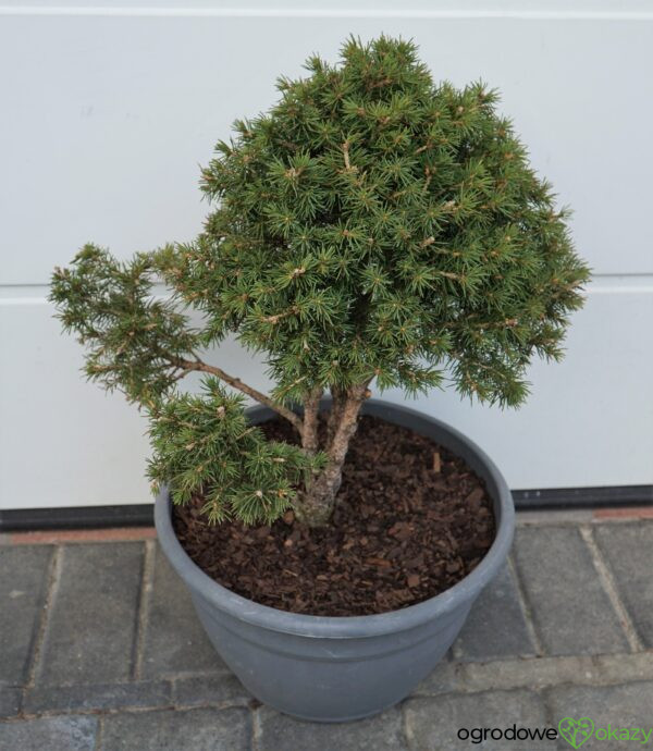 ŚWIERK POSPOLITY TOMPA Picea abies BONSAI