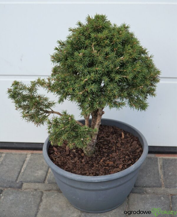 ŚWIERK POSPOLITY TOMPA Picea abies BONSAI