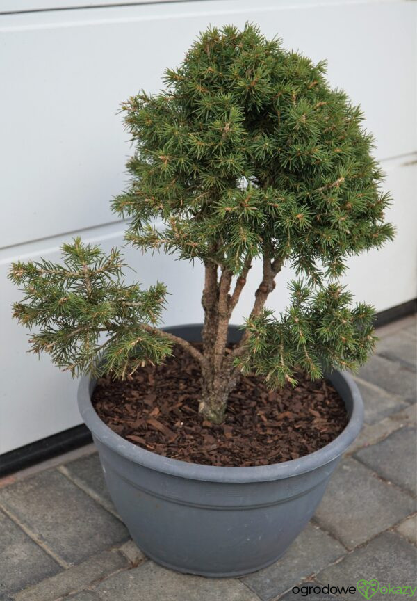 ŚWIERK POSPOLITY TOMPA Picea abies BONSAI