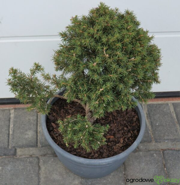 ŚWIERK POSPOLITY TOMPA Picea abies BONSAI