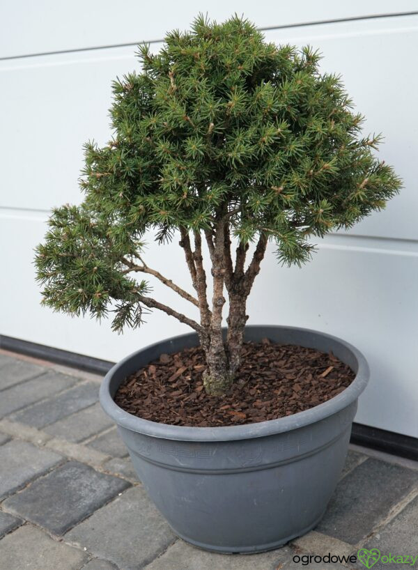 ŚWIERK POSPOLITY TOMPA Picea abies BONSAI