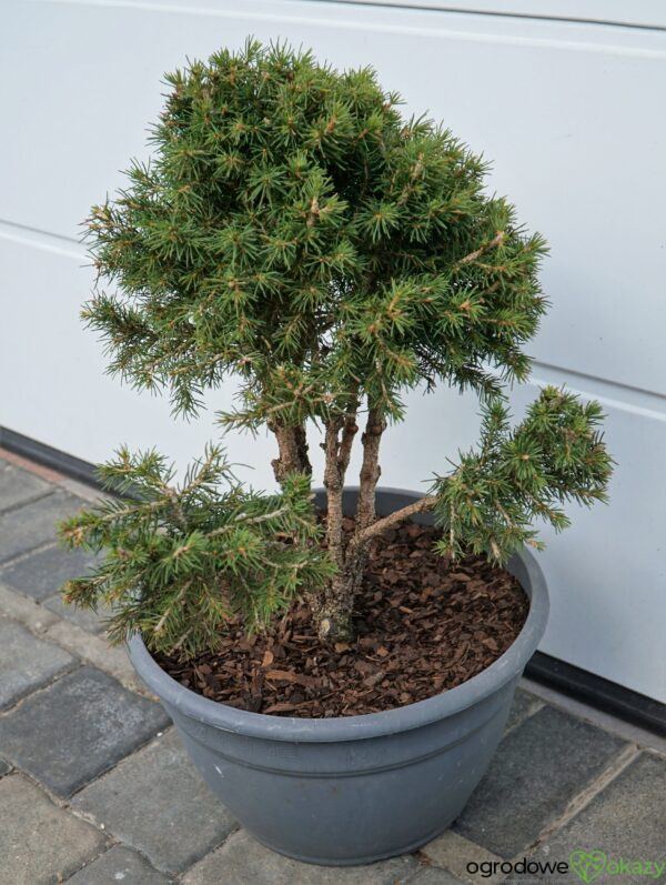 ŚWIERK POSPOLITY TOMPA Picea abies BONSAI