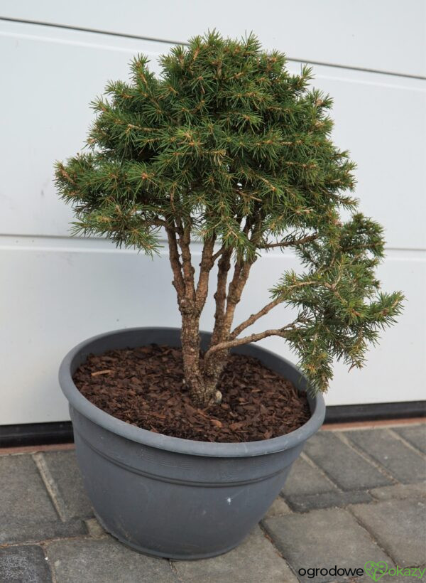 ŚWIERK POSPOLITY TOMPA Picea abies BONSAI