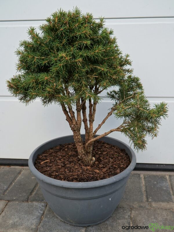 ŚWIERK POSPOLITY TOMPA Picea abies BONSAI