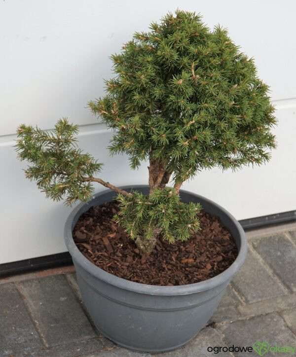 ŚWIERK POSPOLITY TOMPA Picea abies BONSAI