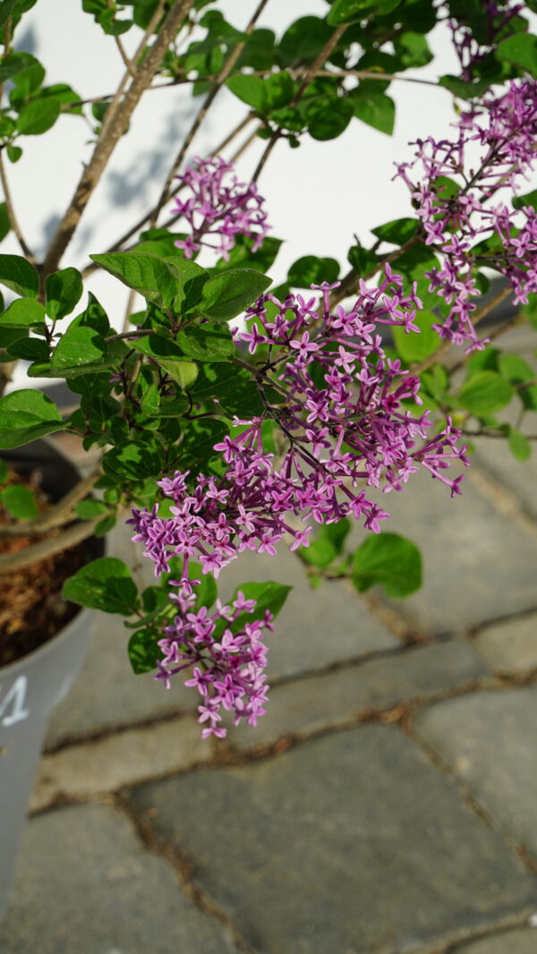 LILAK BLOOMERANG DARK PURPLE PBR Syringa