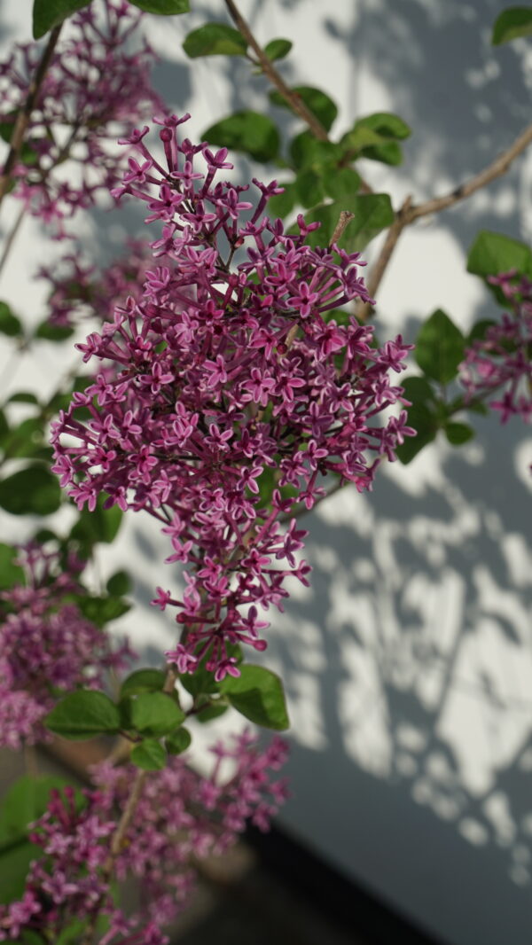 LILAK BLOOMERANG DARK PURPLE PBR Syringa