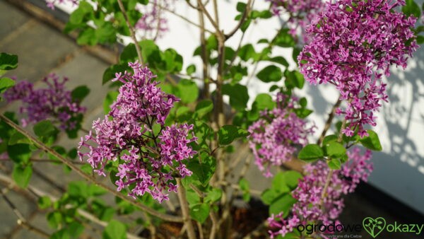 LILAK BLOOMERANG DARK PURPLE PBR Syringa