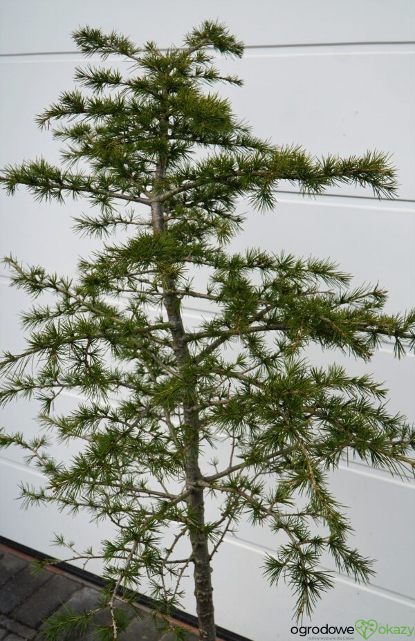 CEDR LIBAŃSKI Cedrus Libani