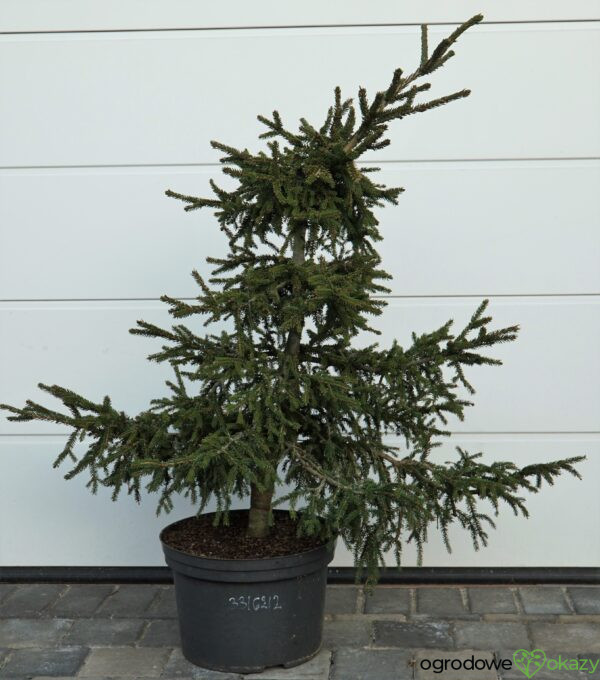 ŚWIERK KAUKASKI SILVER SEEDLING Picea orientalis