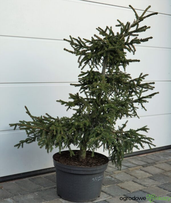 ŚWIERK KAUKASKI SILVER SEEDLING Picea orientalis