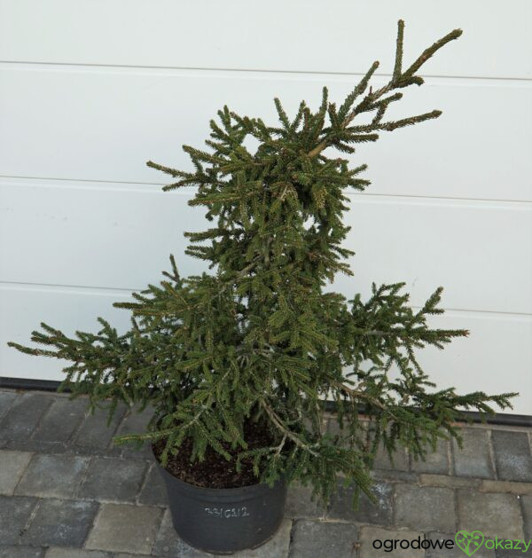 ŚWIERK KAUKASKI SILVER SEEDLING Picea orientalis