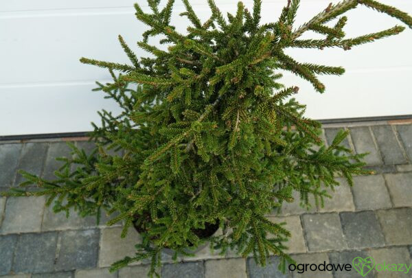 ŚWIERK KAUKASKI SILVER SEEDLING Picea orientalis