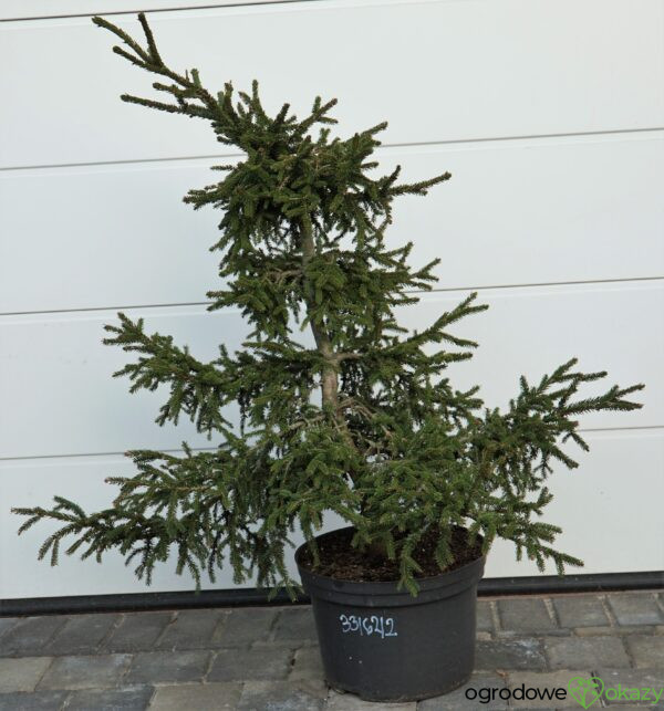 ŚWIERK KAUKASKI SILVER SEEDLING Picea orientalis