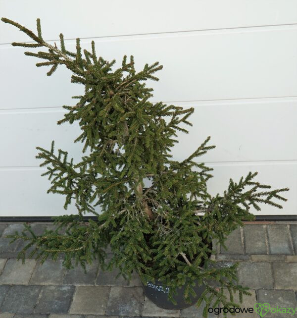 ŚWIERK KAUKASKI SILVER SEEDLING Picea orientalis