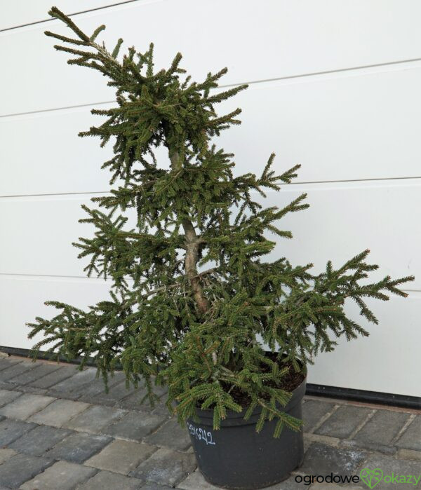 ŚWIERK KAUKASKI SILVER SEEDLING Picea orientalis