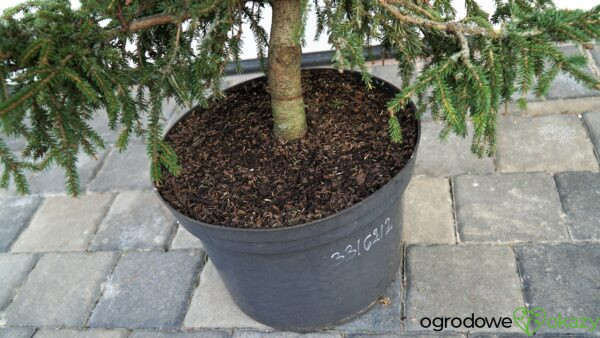 ŚWIERK KAUKASKI SILVER SEEDLING Picea orientalis