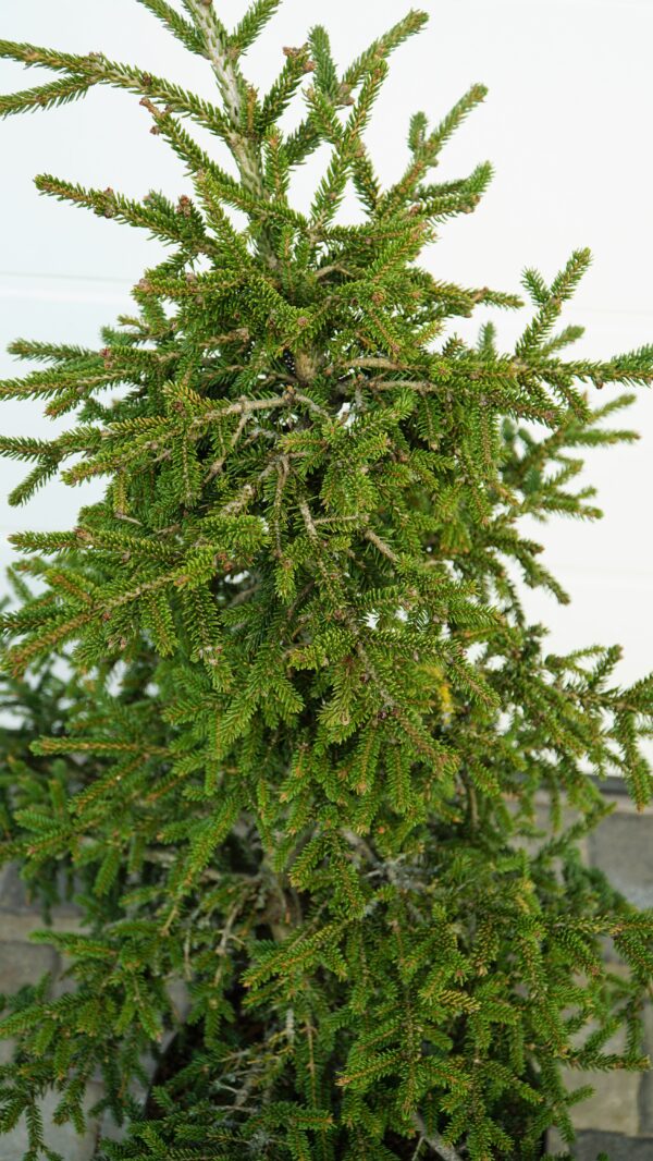 ŚWIERK KAUKASKI SILVER SEEDLING Picea orientalis