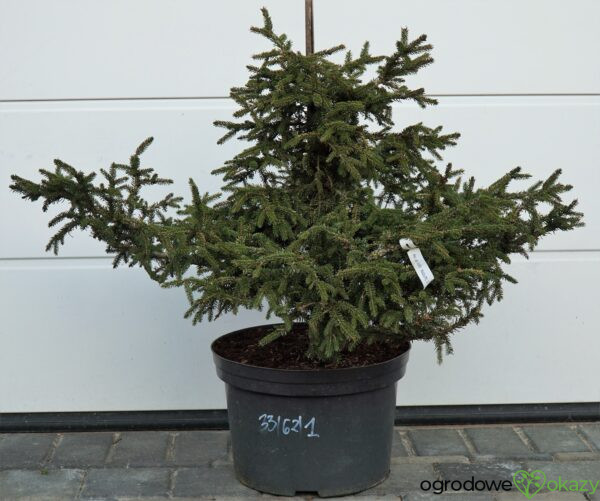 ŚWIERK KAUKASKI SILVER SEEDLING Picea orientalis