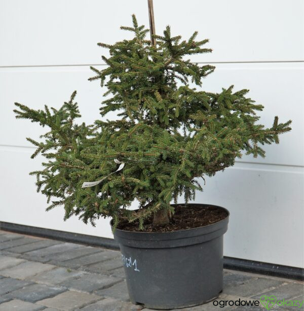 ŚWIERK KAUKASKI SILVER SEEDLING Picea orientalis