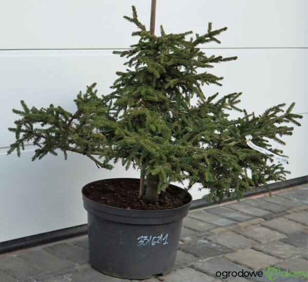 ŚWIERK KAUKASKI SILVER SEEDLING Picea orientalis