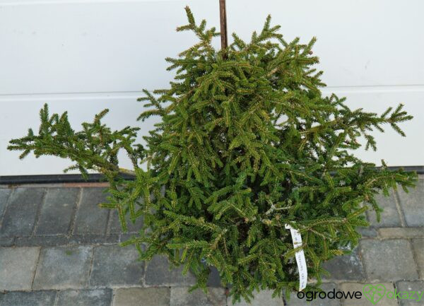 ŚWIERK KAUKASKI SILVER SEEDLING Picea orientalis