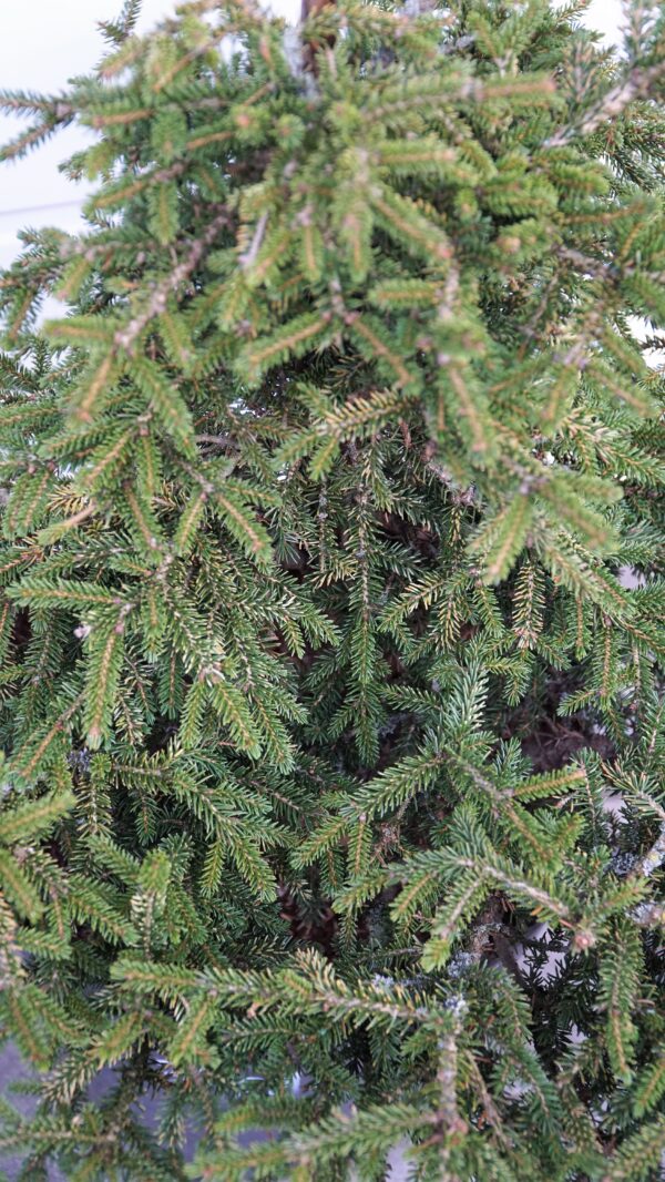 ŚWIERK KAUKASKI SILVER SEEDLING Picea orientalis