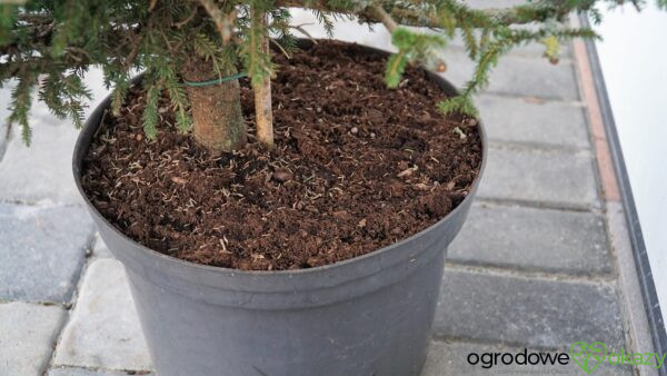 ŚWIERK KAUKASKI SILVER SEEDLING Picea orientalis