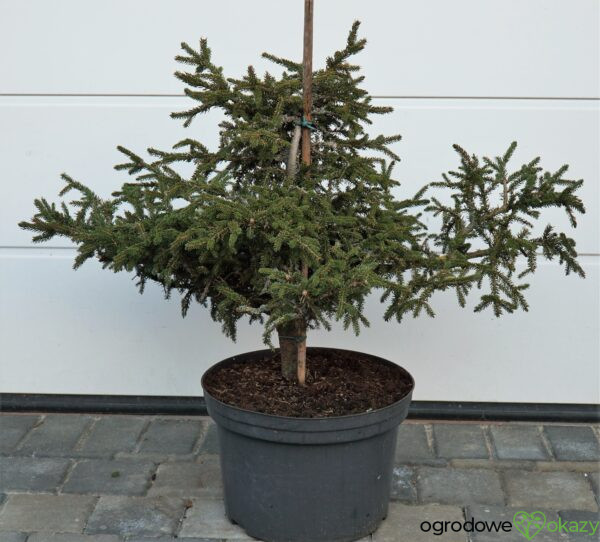 ŚWIERK KAUKASKI SILVER SEEDLING Picea orientalis