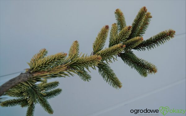 ŚWIERK POSPOLITY GOLD DRIFT Picea abies