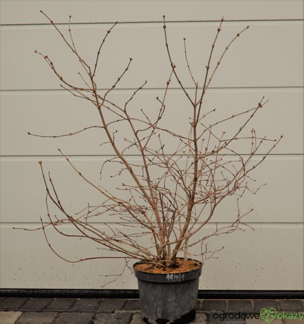 KALINA KORALOWA PARK HARVEST Viburnum opulus