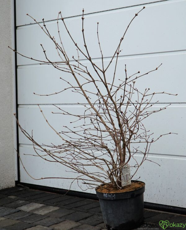 KALINA KORALOWA PARK HARVEST Viburnum opulus