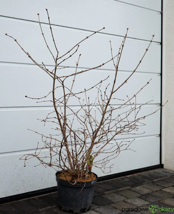 KALINA KORALOWA PARK HARVEST Viburnum opulus