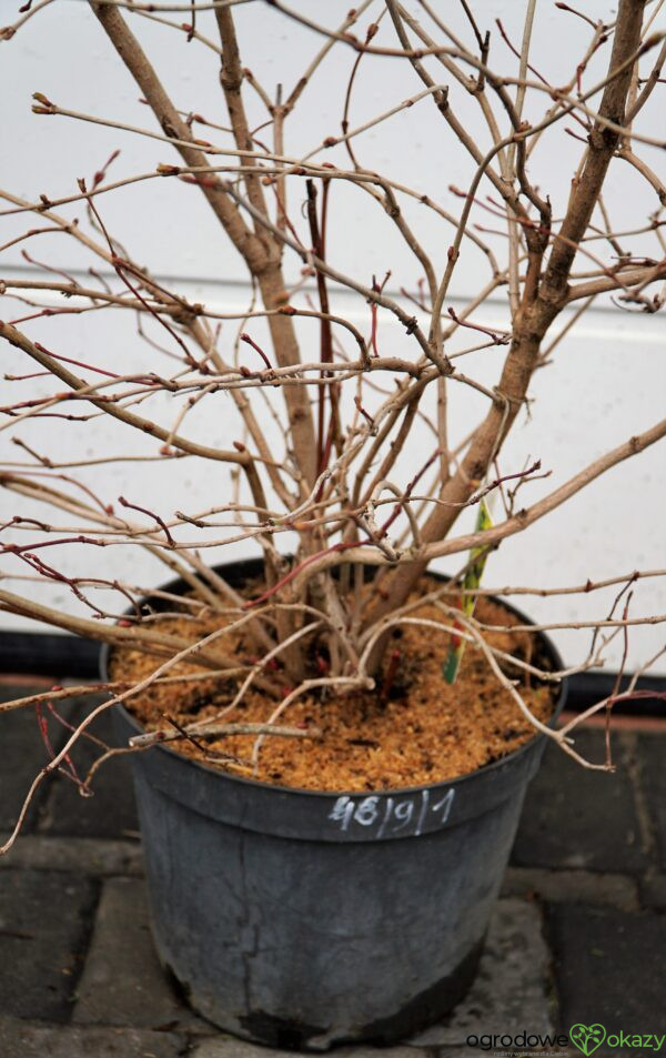 KALINA KORALOWA PARK HARVEST Viburnum opulus