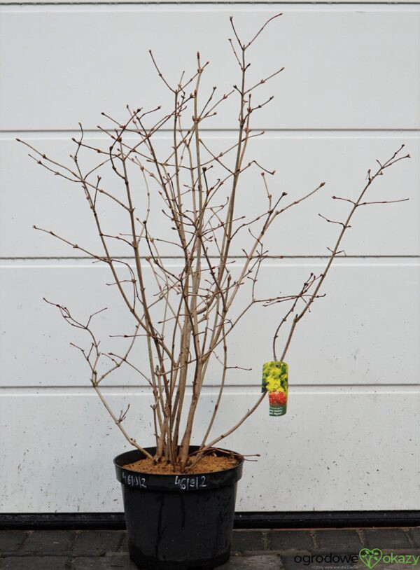 KALINA KORALOWA PARK HARVEST Viburnum opulus