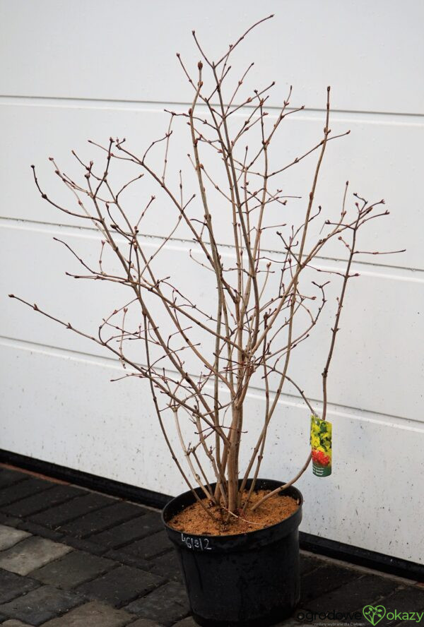 KALINA KORALOWA PARK HARVEST Viburnum opulus