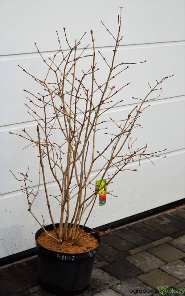 KALINA KORALOWA PARK HARVEST Viburnum opulus