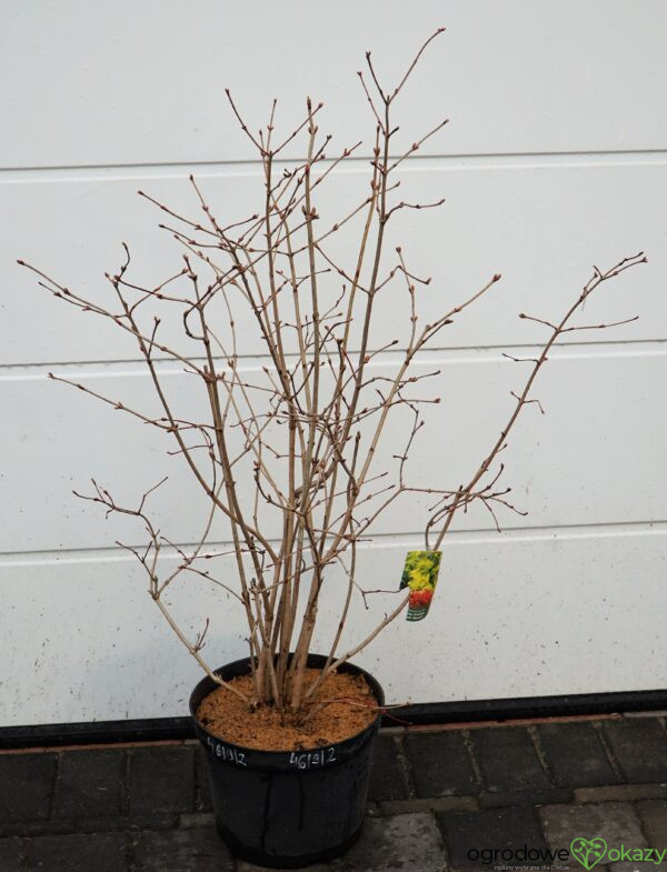 KALINA KORALOWA PARK HARVEST Viburnum opulus