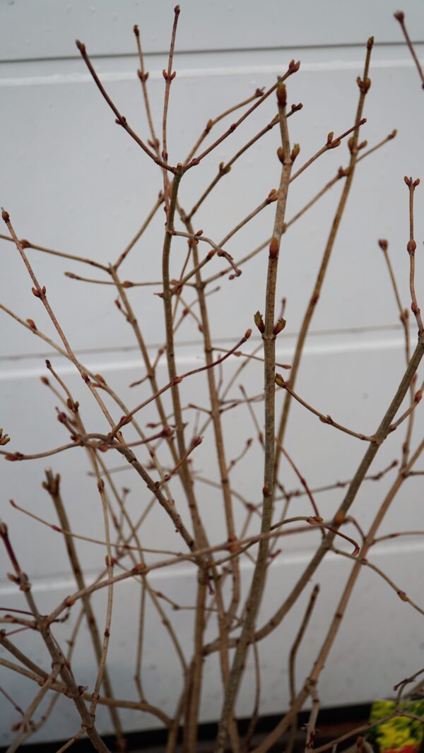 KALINA KORALOWA PARK HARVEST Viburnum opulus