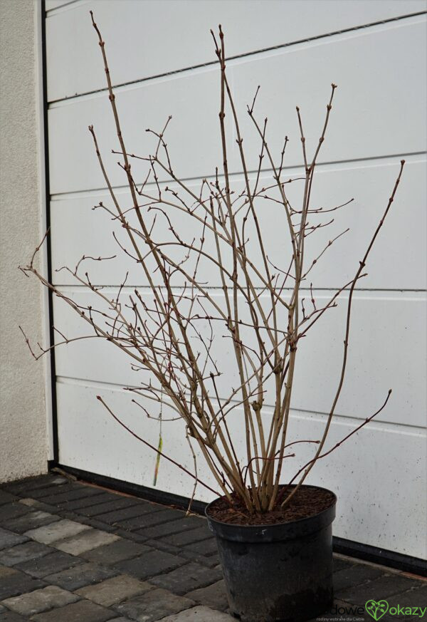 KALINA KORALOWA PARK HARVEST Viburnum opulus