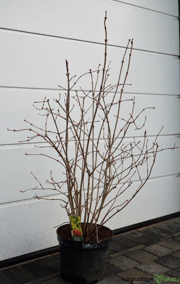 KALINA KORALOWA PARK HARVEST Viburnum opulus