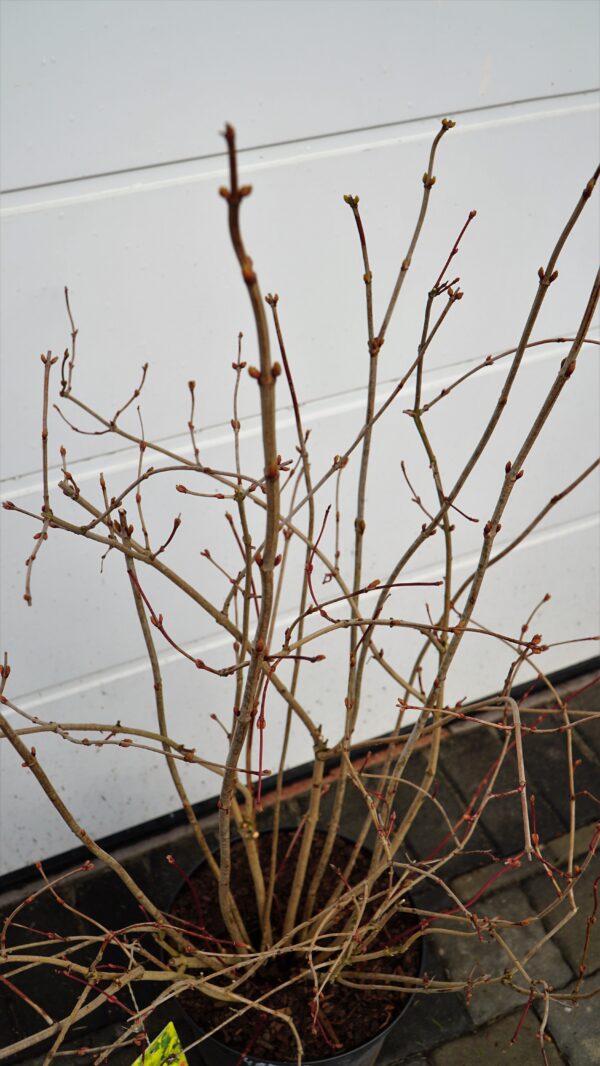 KALINA KORALOWA PARK HARVEST Viburnum opulus