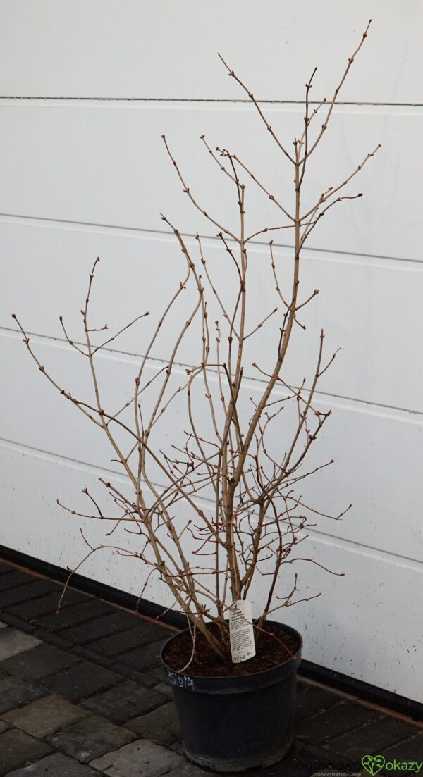 KALINA KORALOWA PARK HARVEST Viburnum opulus