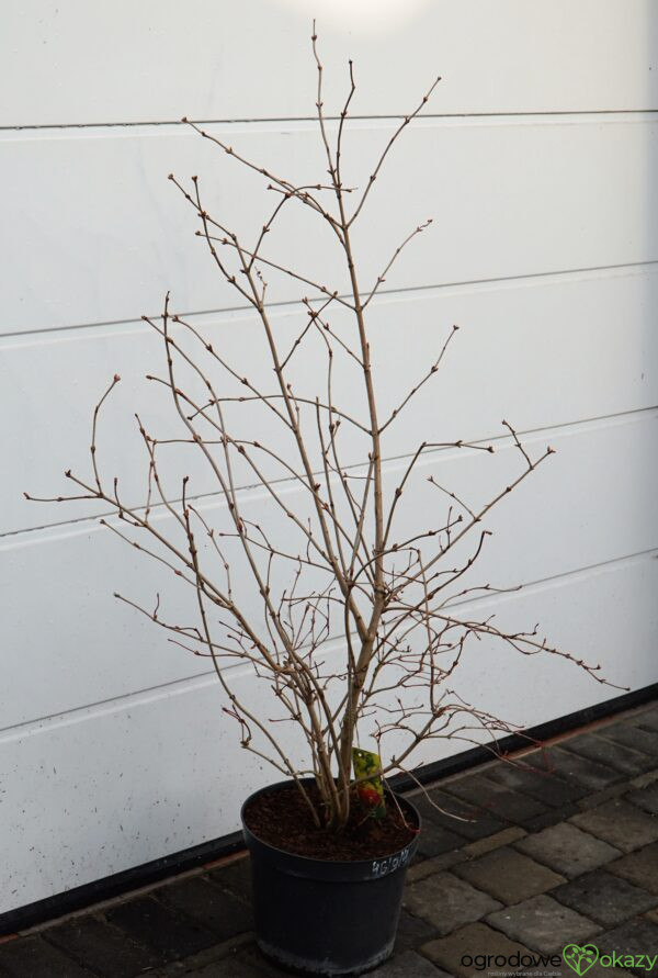 KALINA KORALOWA PARK HARVEST Viburnum opulus