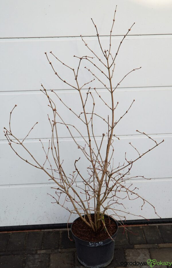 KALINA KORALOWA PARK HARVEST Viburnum opulus