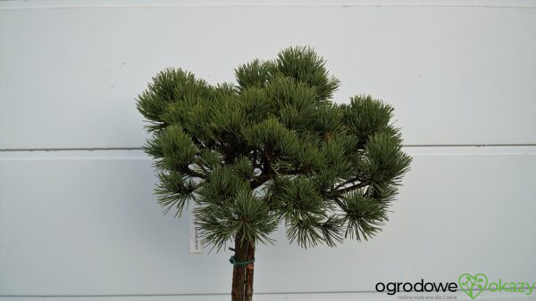 SOSNA POSPOLITA FRENSHAM Pinus sylvestris