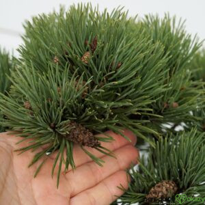 SOSNA POSPOLITA FRENSHAM Pinus sylvestris