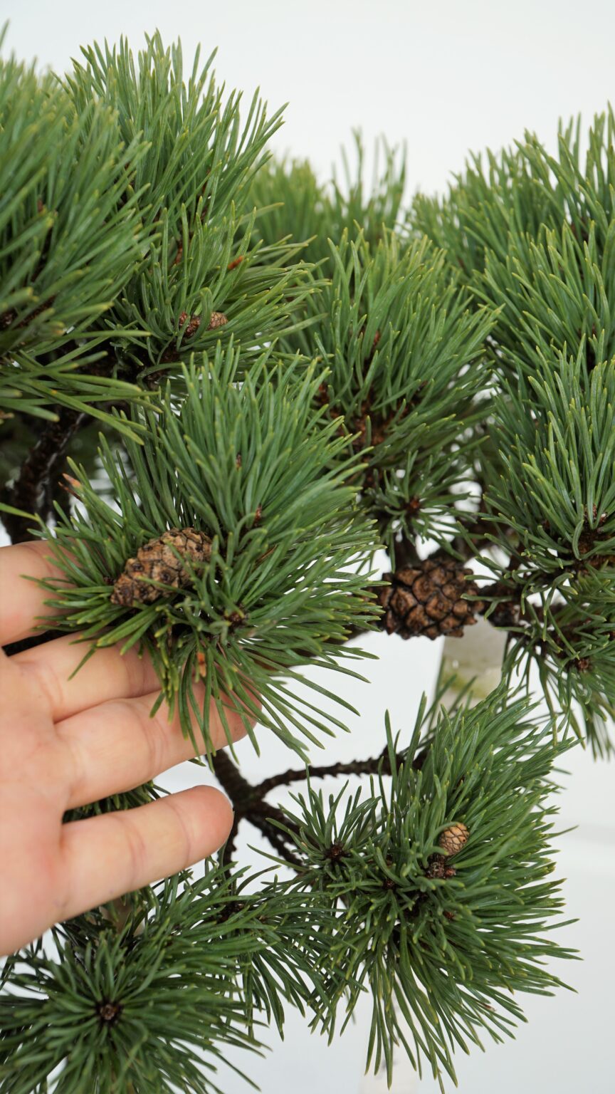 SOSNA POSPOLITA FRENSHAM Pinus sylvestris