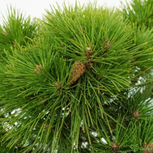 SOSNA GĘSTOKWIATOWA WATNONG Pinus densiflora